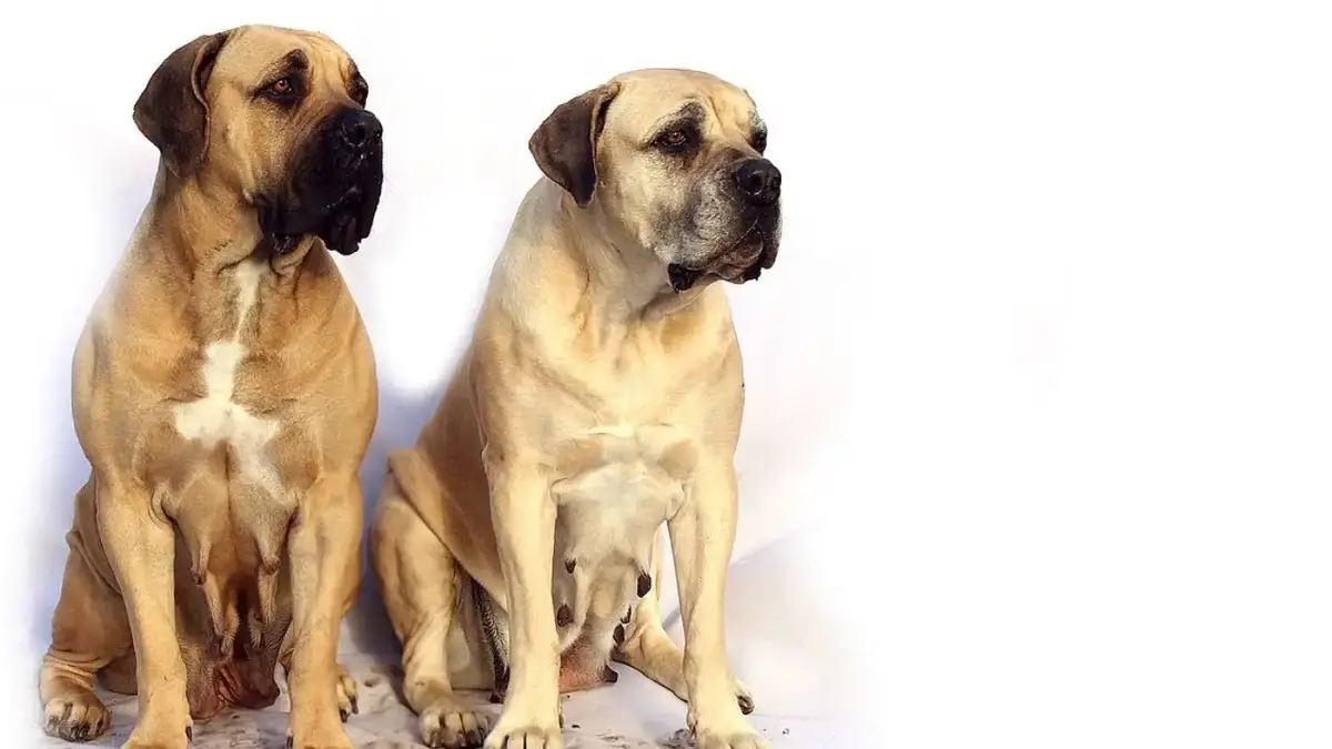 are english mastiffs aggressive