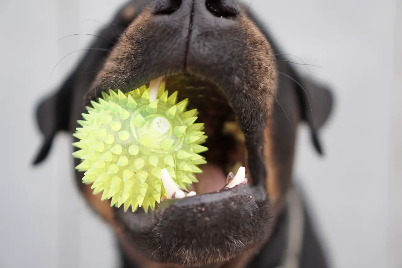 Chewable Ball Dog Toy