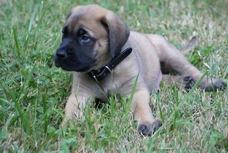 are english mastiff puppies lazy