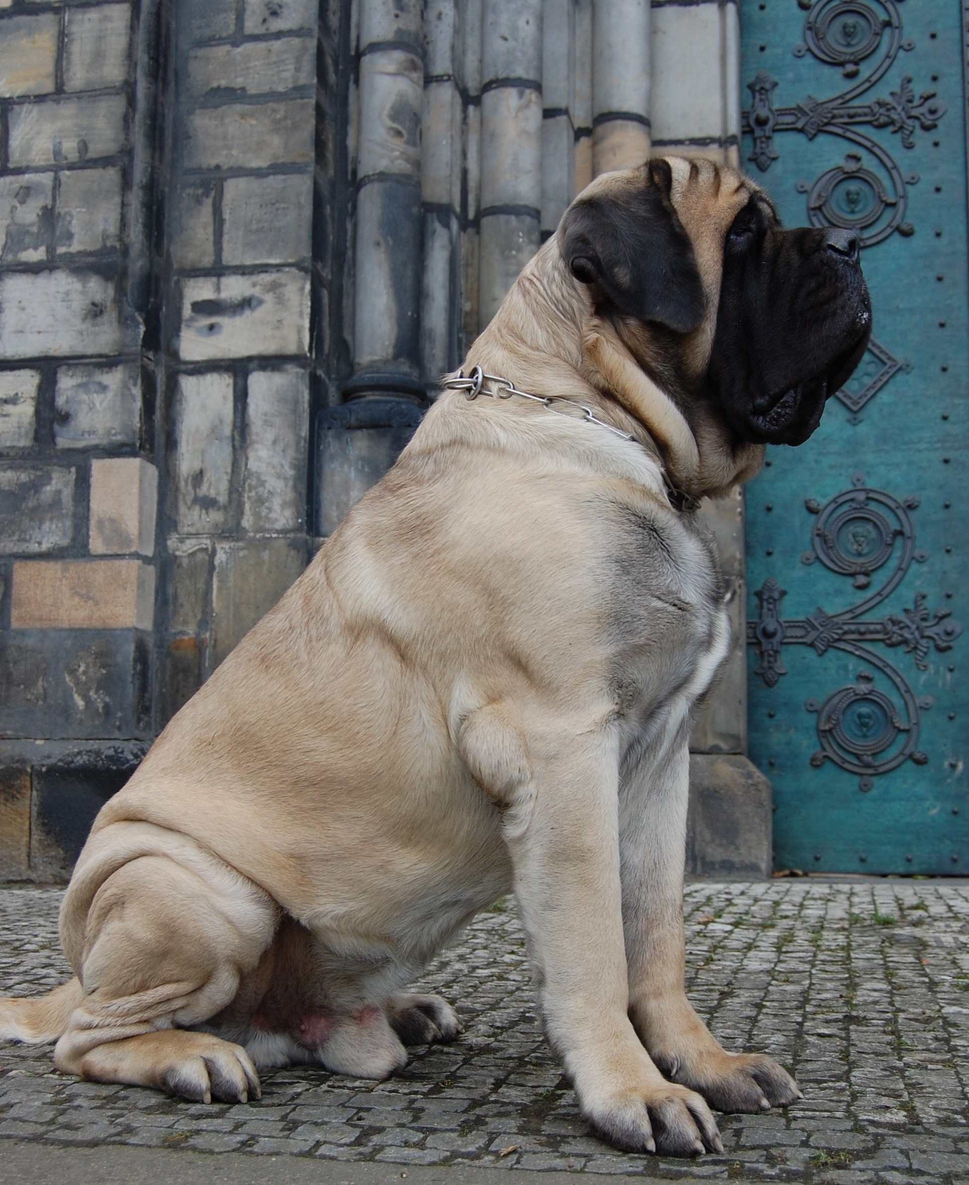 A Mastiff Size Guide How Big Is An English Mastiff Mastiff Web my-natural-weight-loss-journey-from-90-kgs-to-70-kgs-fat-to-fit-by