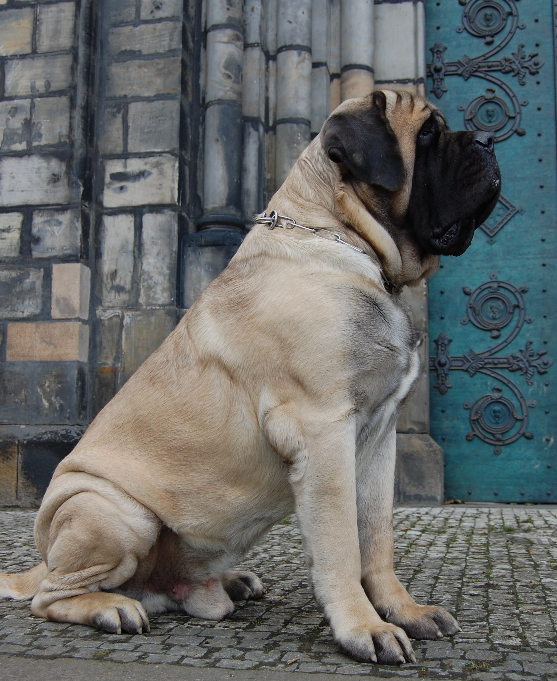 how big does a female mastador get