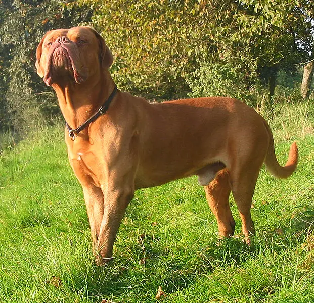 French Mastiff