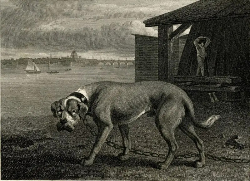 Mastiff A book illustration