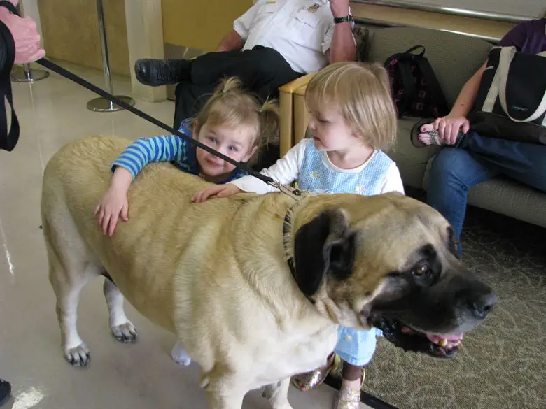 english mastiff and kids