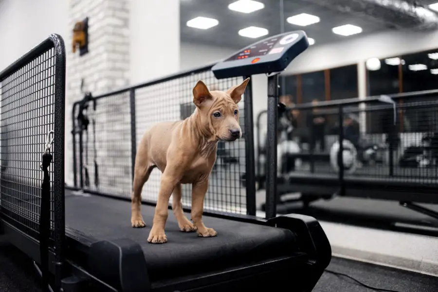Train Your Dog Use Treadmill