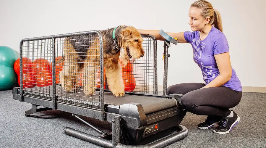 dog treadmill training