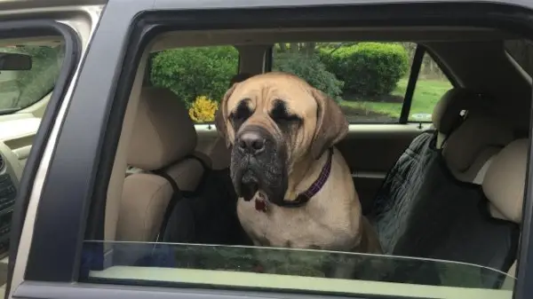 mastiff backseat