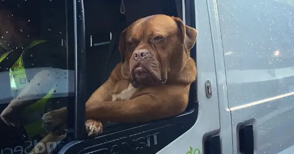 mastiff large dog transport