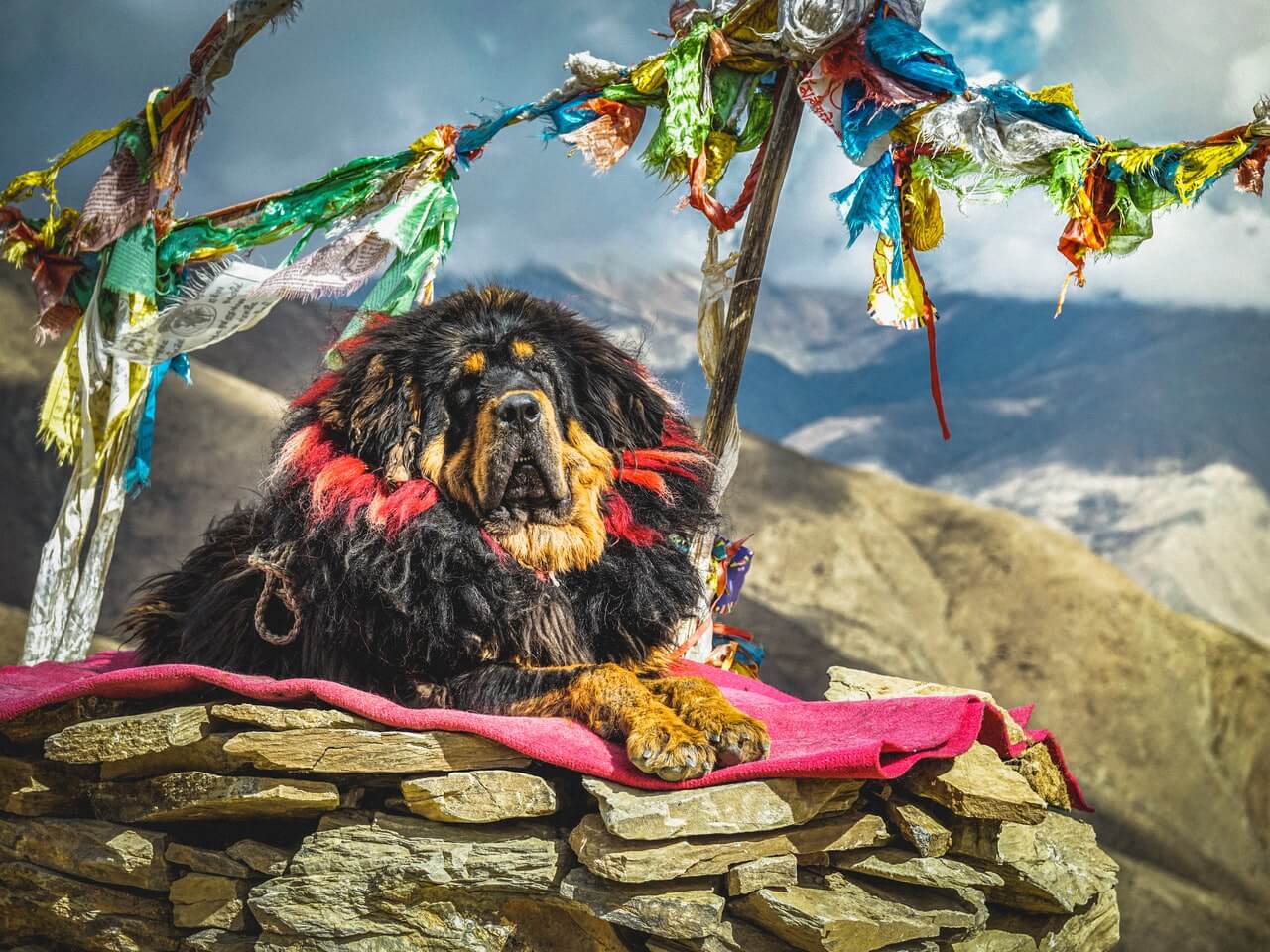 how tall are tibetan mastiff standing on their hind legs