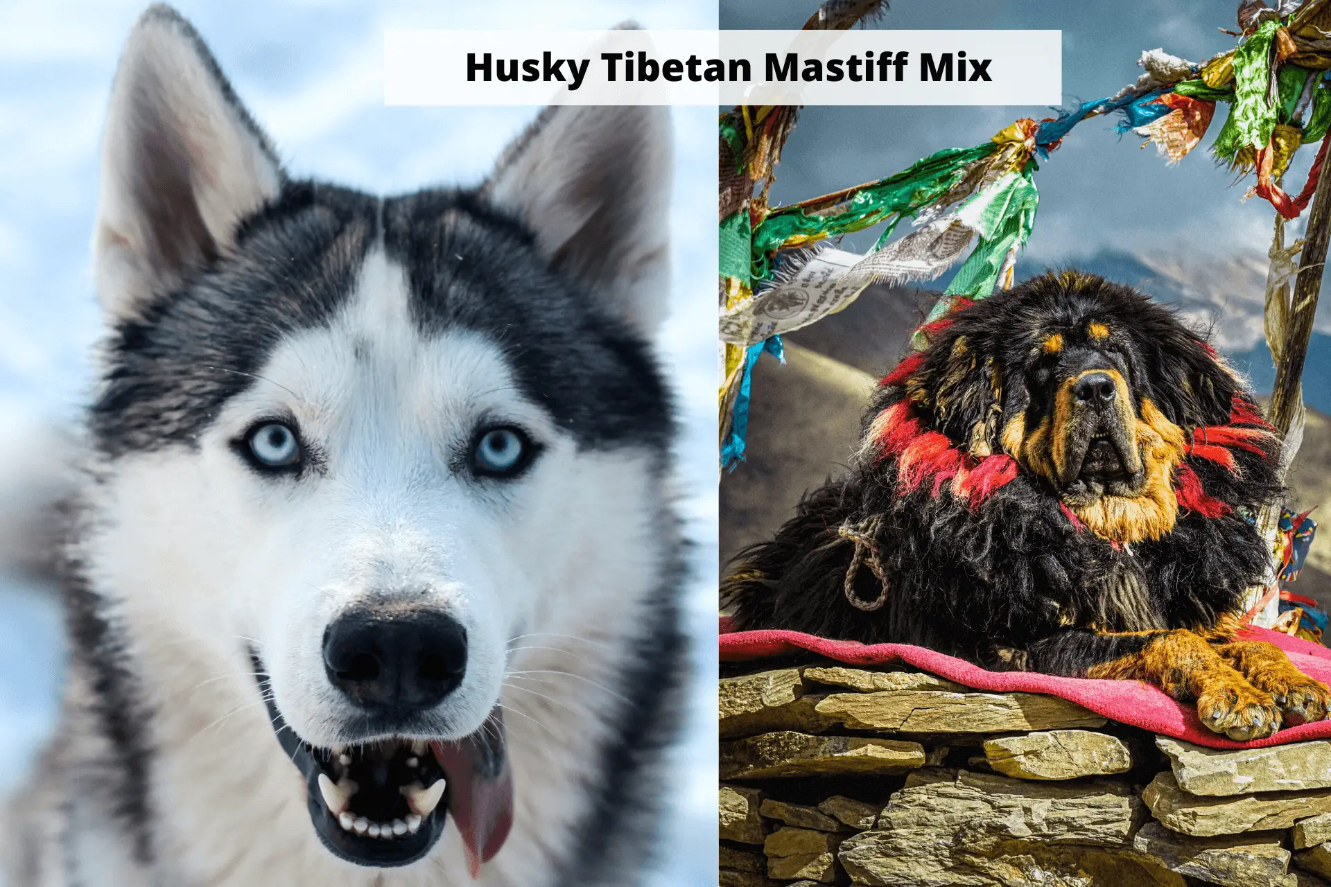 Husky Tibetan Mastiff Mix