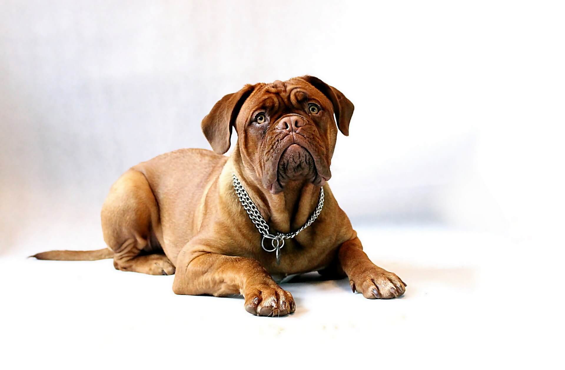 does the dogue de bordeaux love children