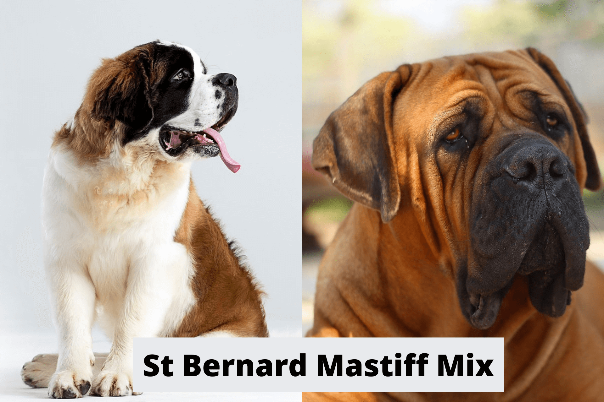 St Bernard Mastiff Mix ( The Ultimate Guide ) - Mastiff Web