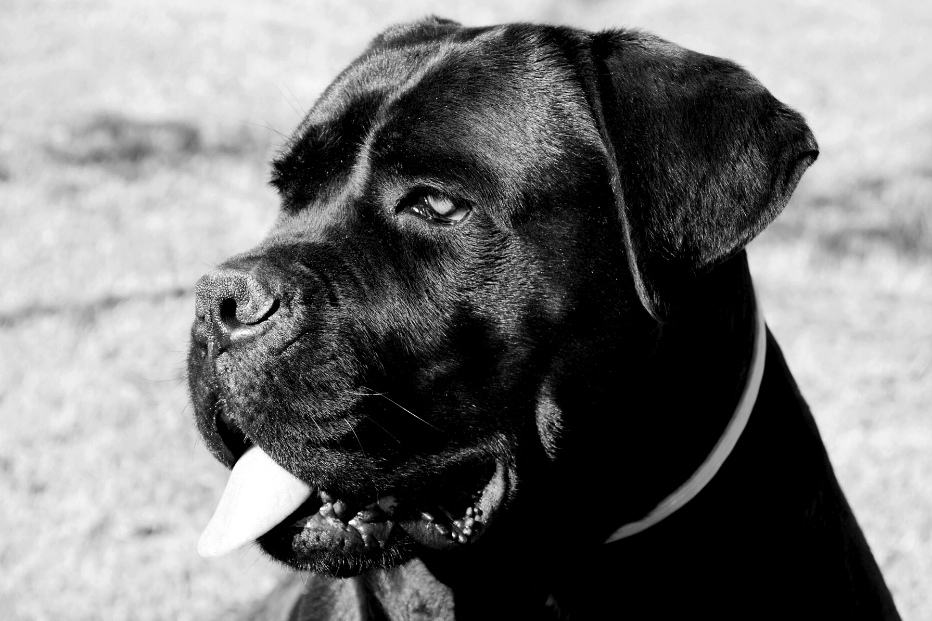 do you have to dock a cane corso tail