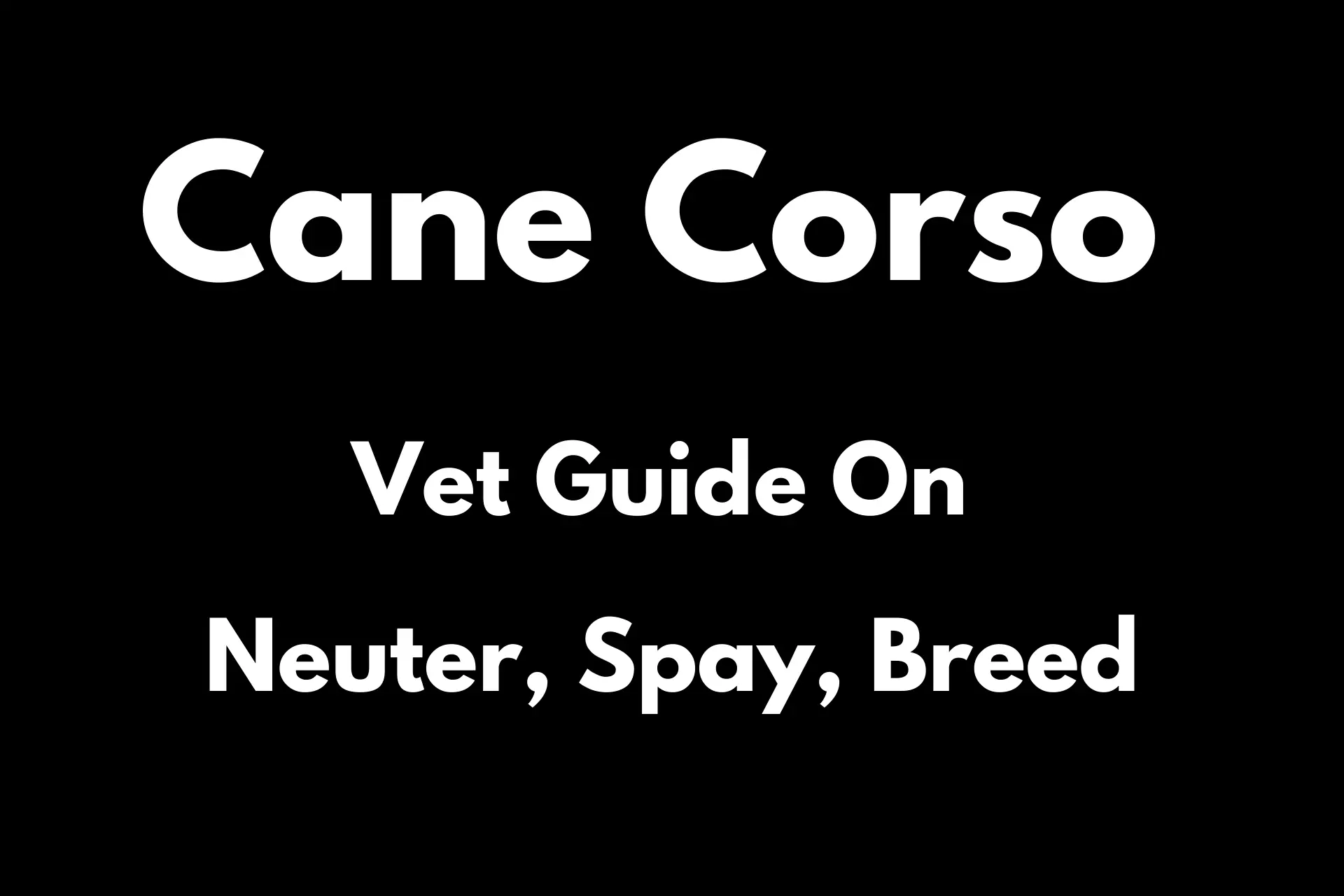 Neuter, Spay Or Breed Cane Corso