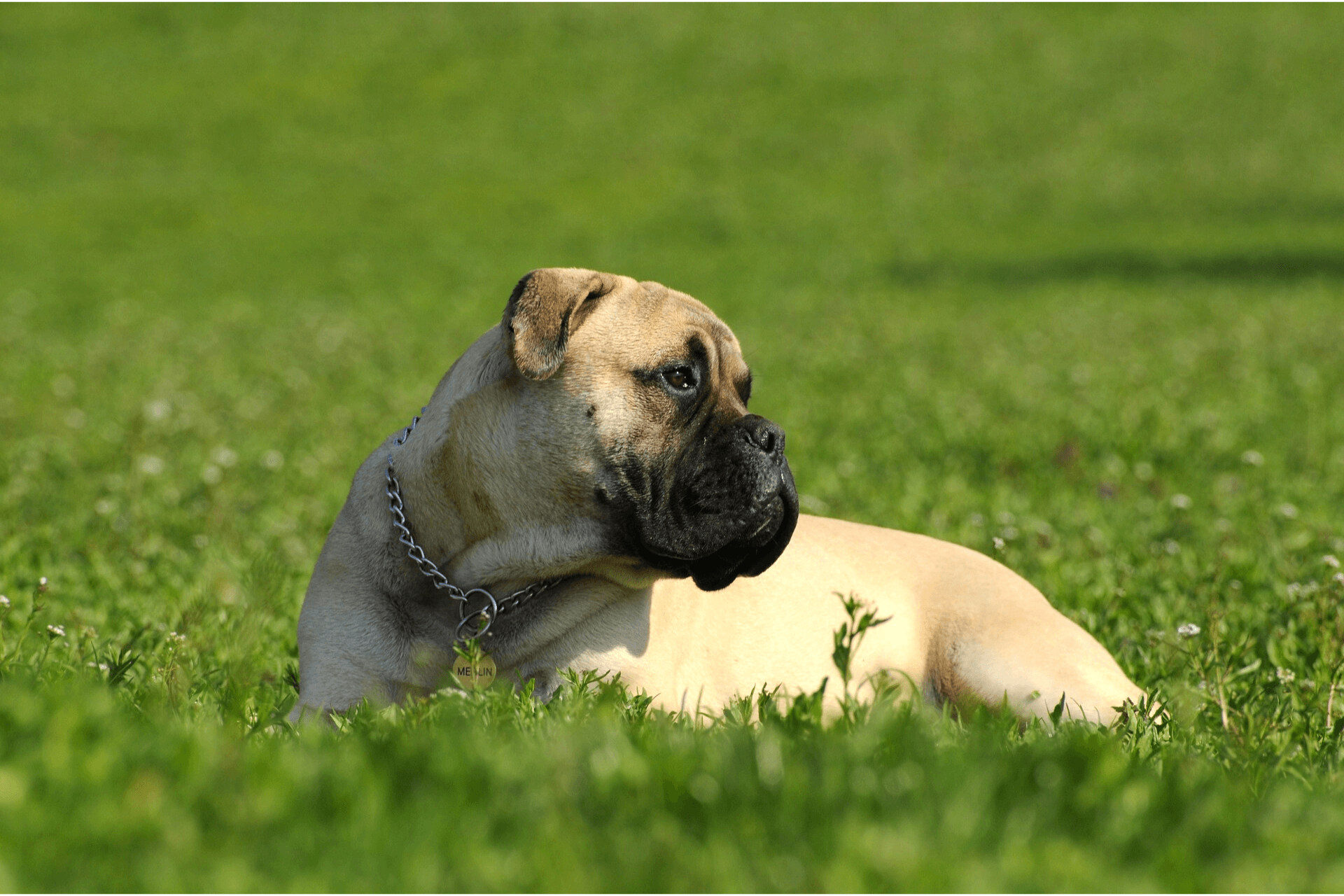 are english mastiff protective