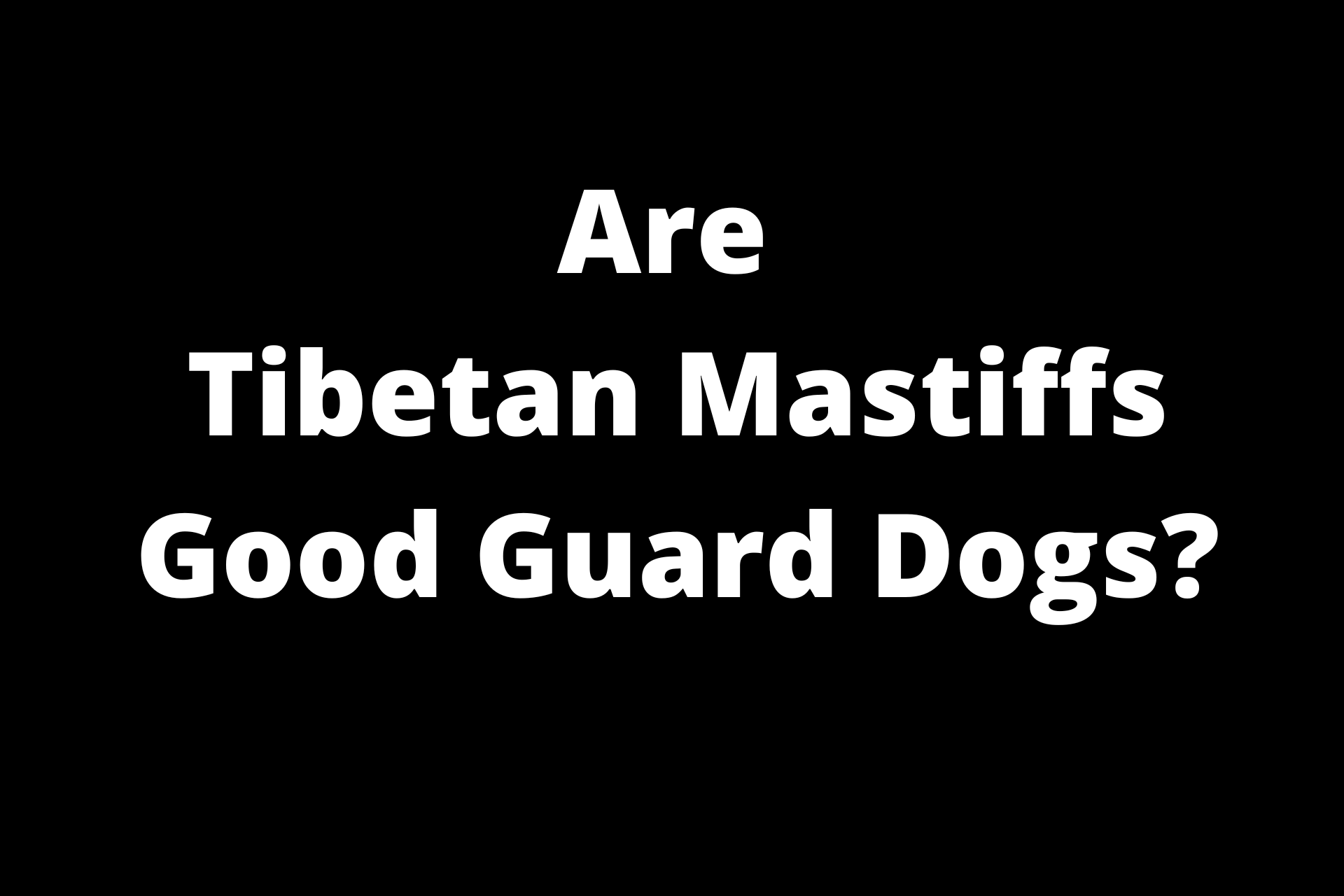 are tibetan mastiffs good guard dogs