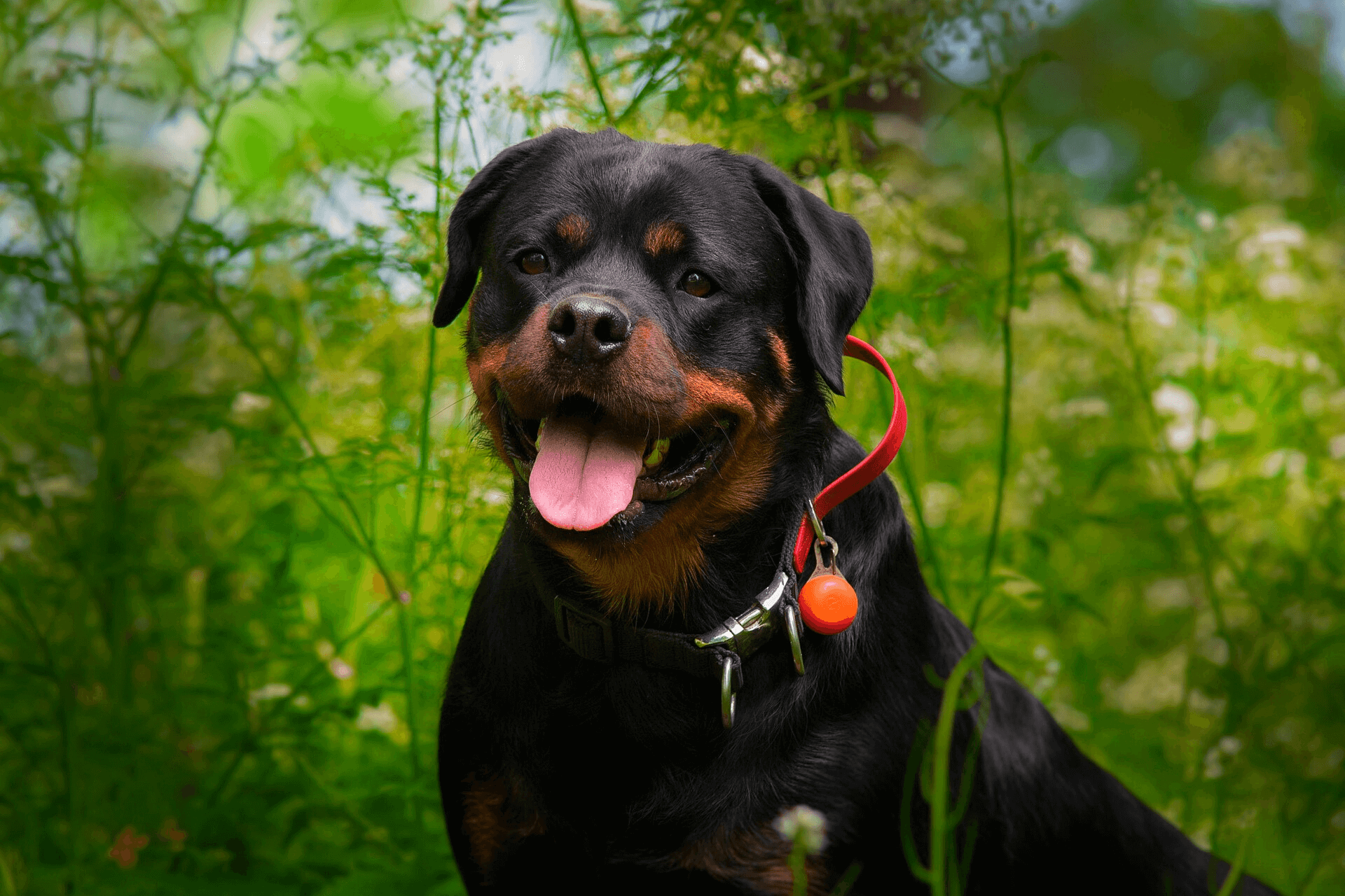 how do you train a rottweiler to guard a dog