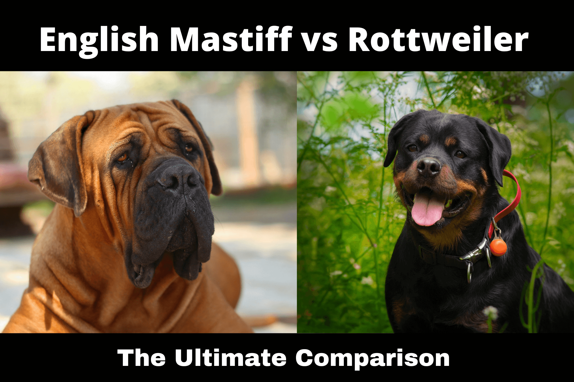 English Mastiff vs Rottweiler Comparison