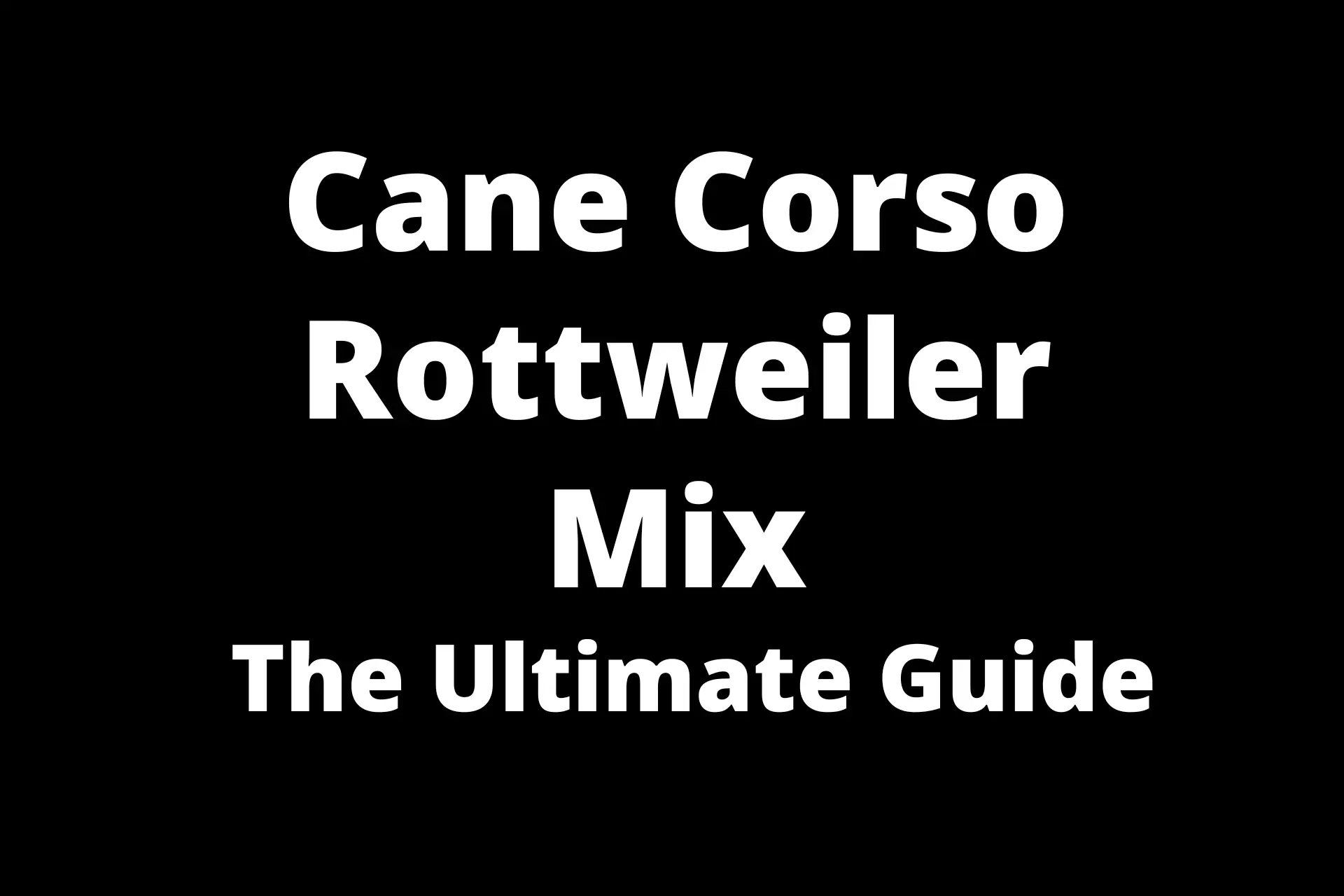 Cane Corso Rottweiler Mix