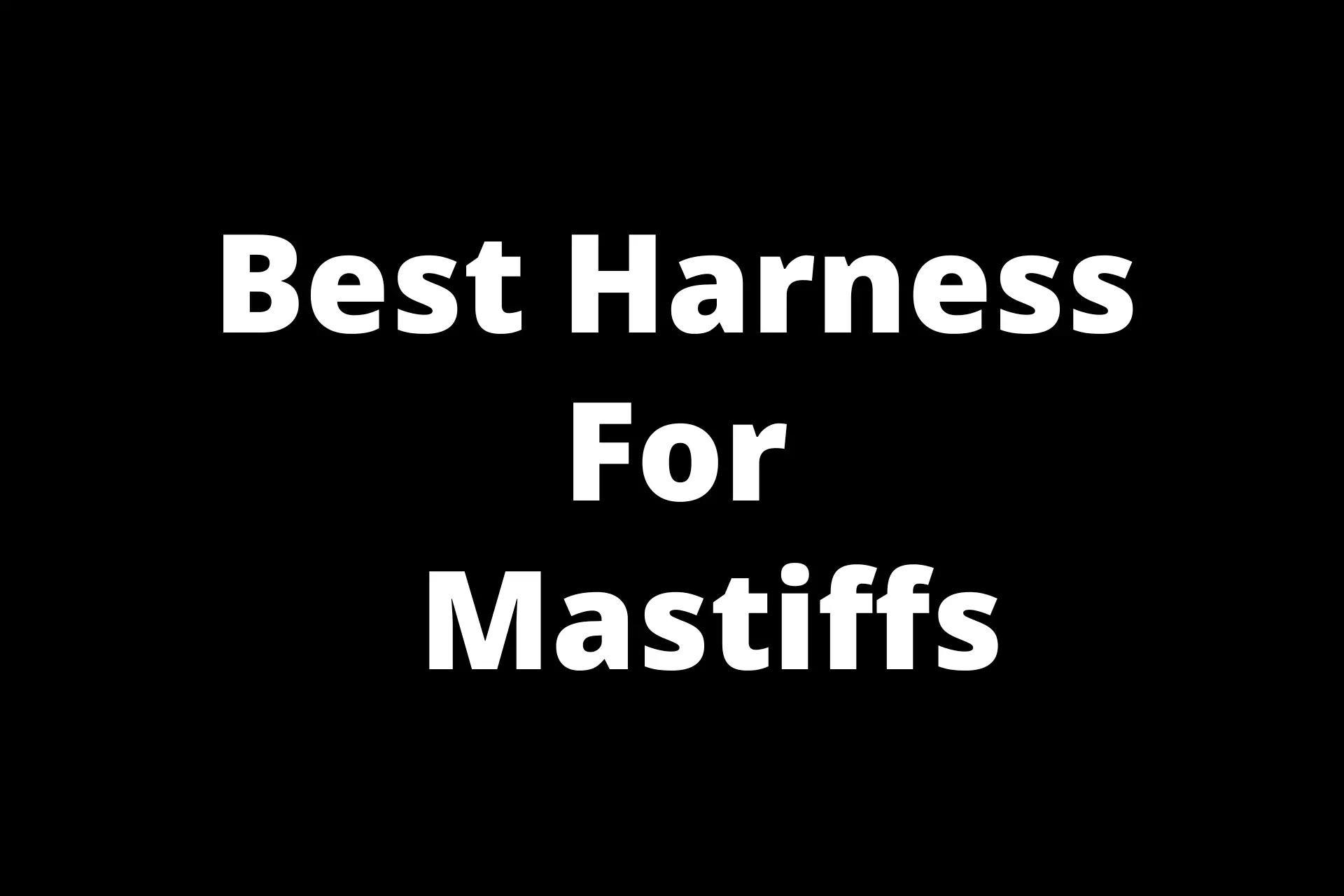 Best Harness for Mastiffs