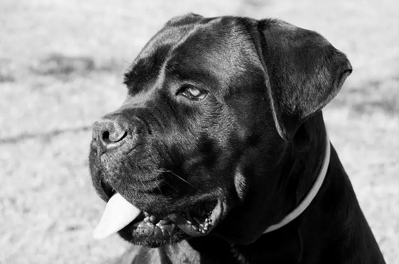 Can Cane Corso Live In Cold Weather