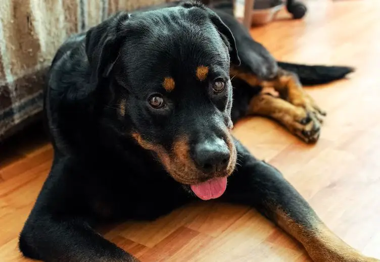 Make A Permanent Spot For Your Rottweiler