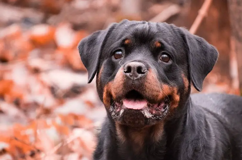 What Should You Do If Your Rottweiler Grumbles When Happy