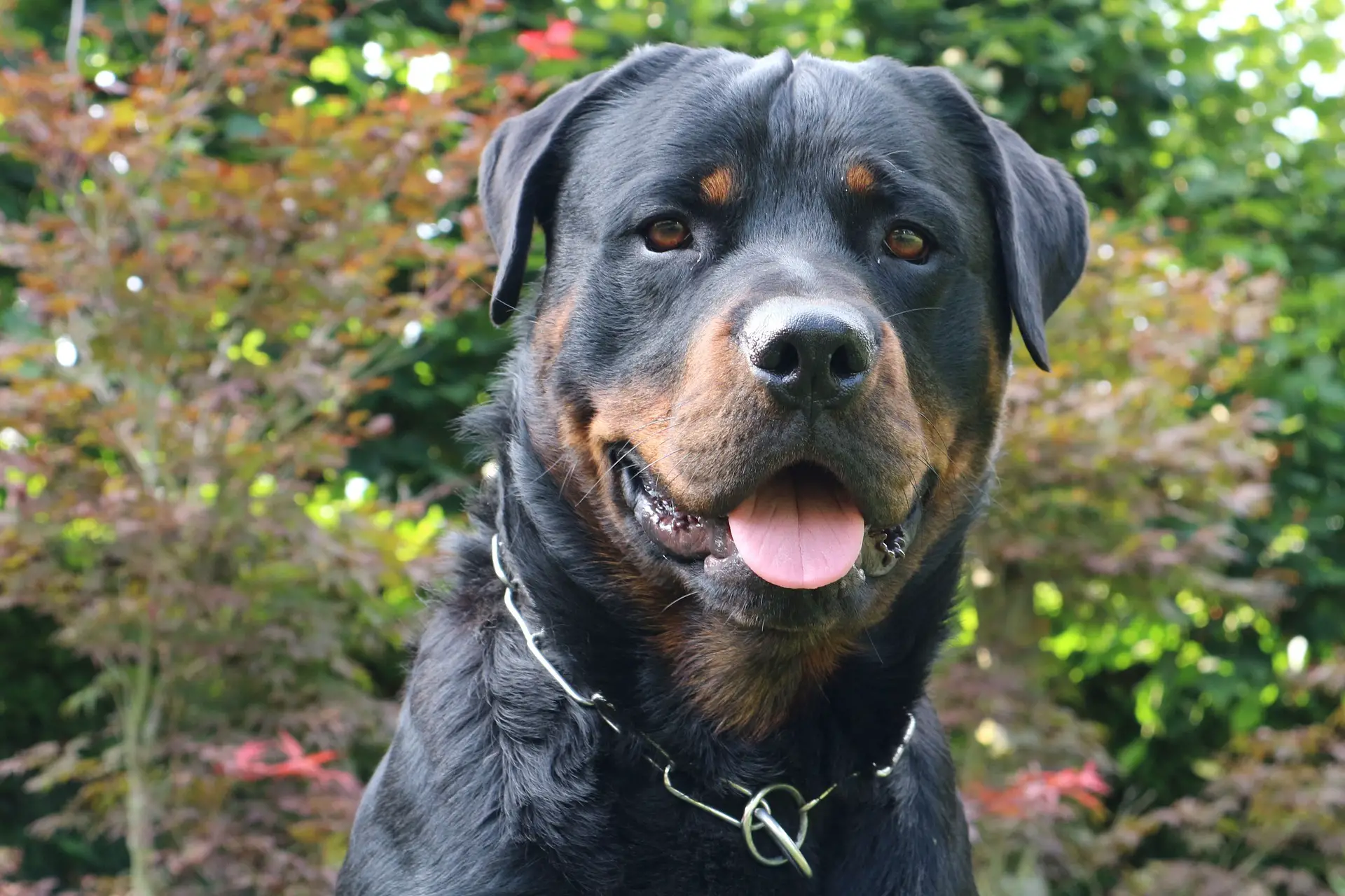 Can Rottweiler live in apartments