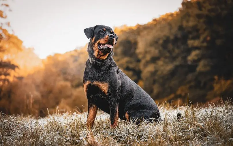 Can A Rottweiler Kill A Wolf? 2023 Guide - Mastiff Web