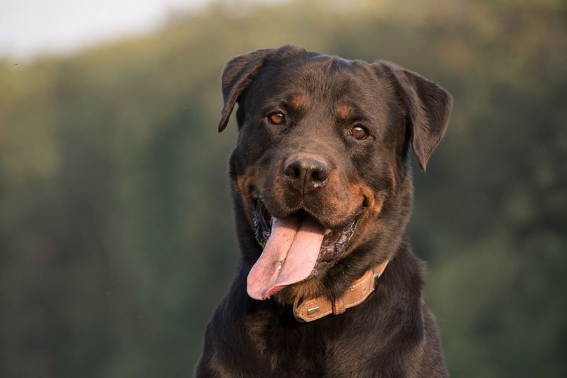 How Long Are Rottweilers In Heat At A Time