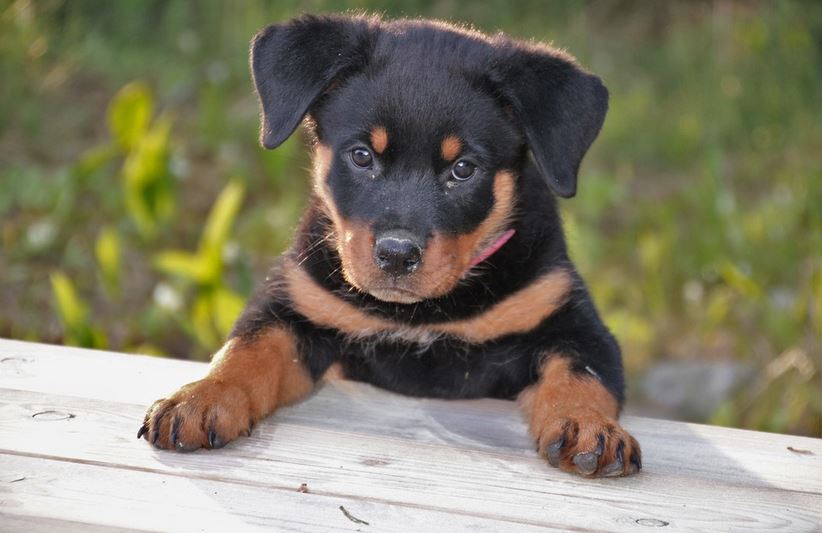 Should You Remove Rottweilers’ Dew Claws
