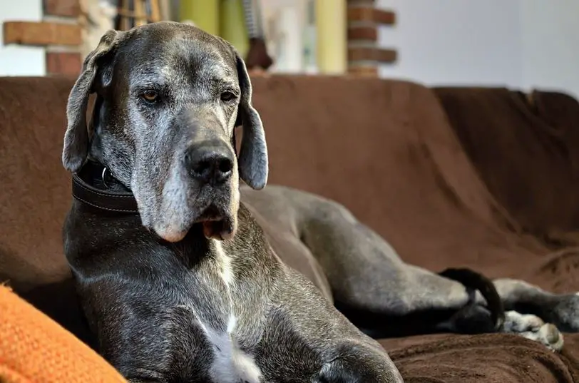 Why Do Great Danes Lean On You
